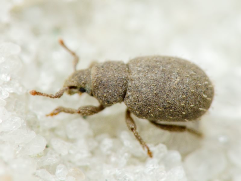 Trachyphloeus spinimanus Germar, 1824